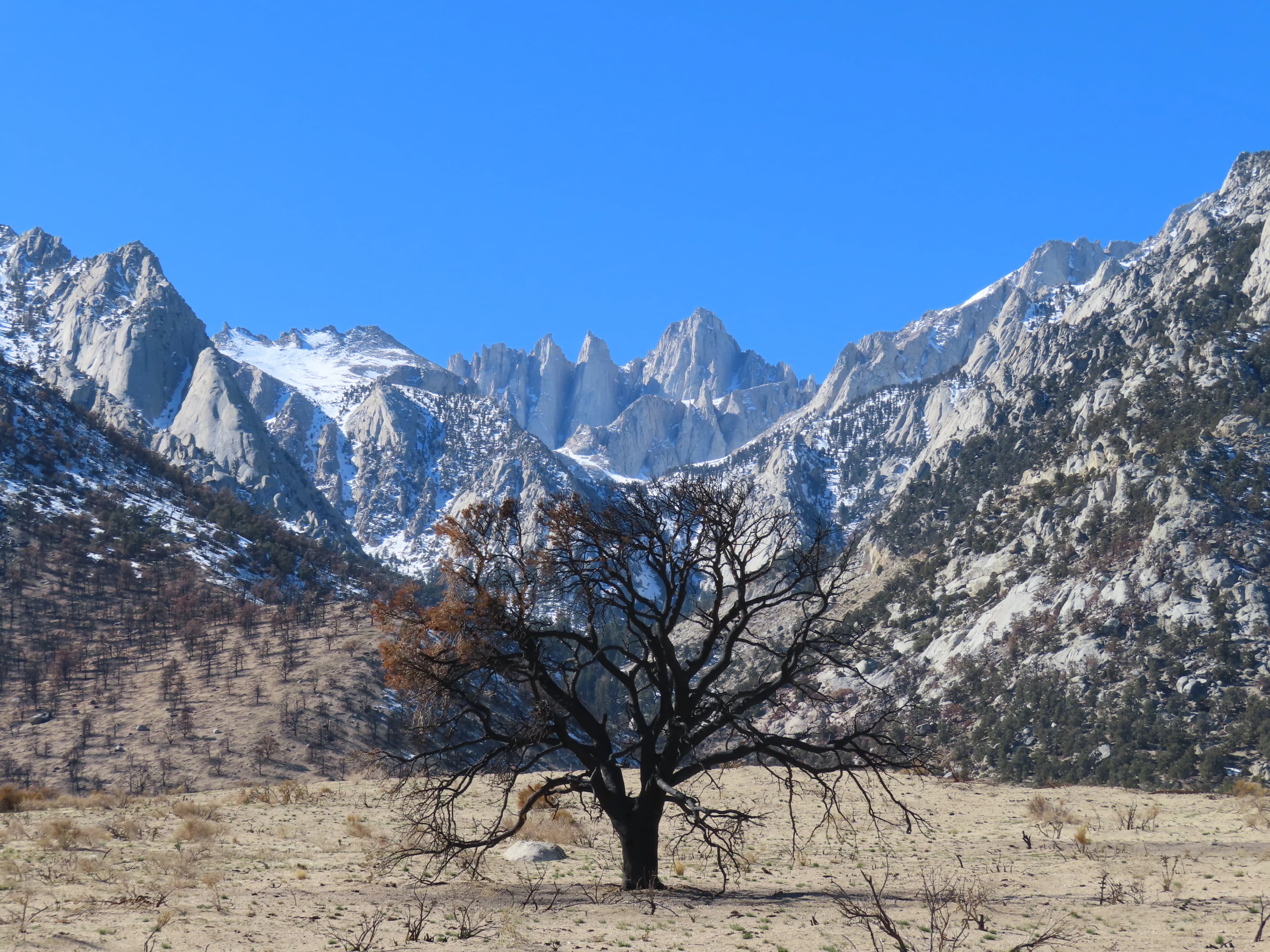 Mt. Whitney landscape with a lone tree in the foreground